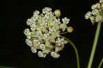 Whorled milkweed